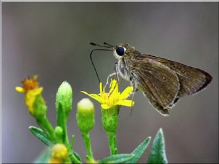 Beyaz illi Kara Zpzp (Pelopidas  thrax)