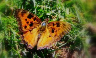 Karaaa Nimfalisi (Inachis polychloros)