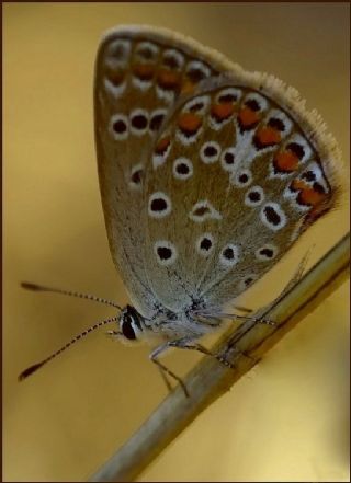 okgzl Mavi (Polyommatus icarus)