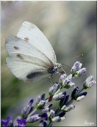 Byk Beyazmelek  (Pieris brassicae)