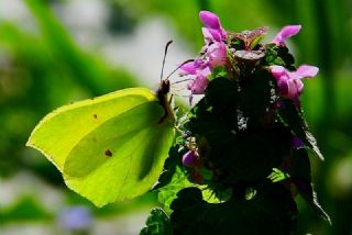 Orakkanat (Gonepteryx rhamni)