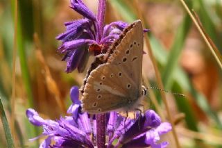 okgzl Demavend Esmeri (Polyommatus demavendi)