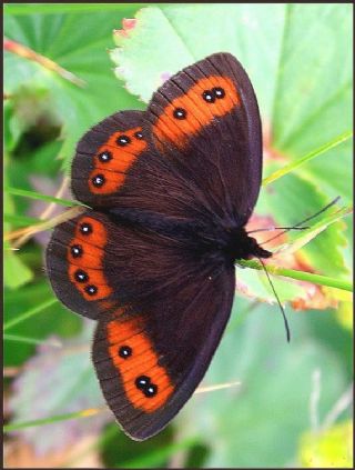 sko Gzelesmeri (Erebia aethiops)