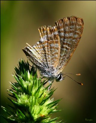 Lampides (Lampides boeticus)