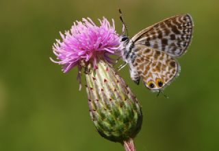 Mavi Zebra (Leptotes pirithous)