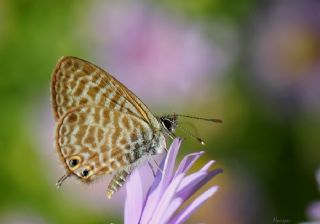 Mavi Zebra (Leptotes pirithous)