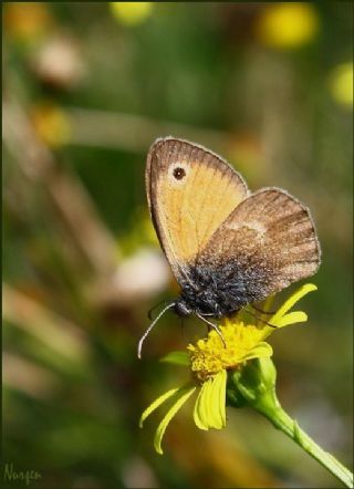 Kk Zpzp Perisi (Coenonympha pamphilus)