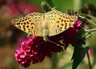 Bahadr (Argynnis pandora)