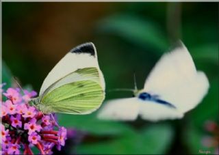 Kk Beyazmelek (Pieris rapae)