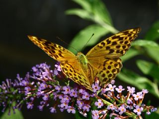 Bahadr (Argynnis pandora)