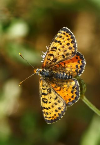 Benekli parhan (Melitaea didyma)