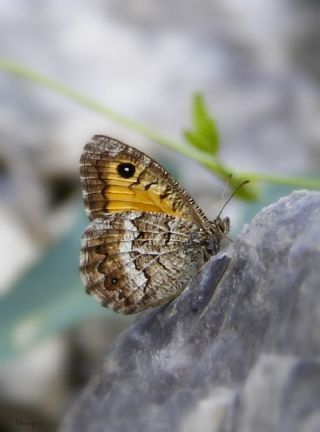 Seyit (Arethusana arethusa)