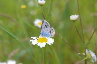 okgzl Mavi (Polyommatus icarus)