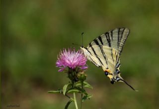 Erik Krlangkuyruk (Iphiclides podalirius)