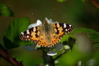 Diken Kelebei (Vanessa cardui)