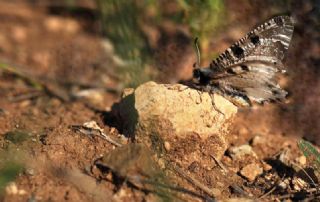 Yalanc Apollo (Archon apollinus)