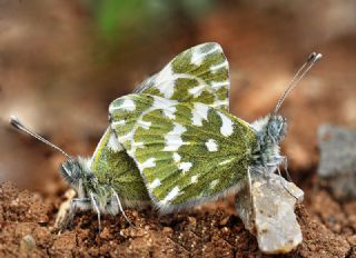 Yeni Beneklimelek (Pontia edusa)