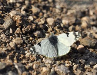 Da Oykls (Euchloe ausonia)