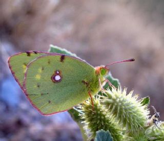 Sar Azamet (Colias croceus)