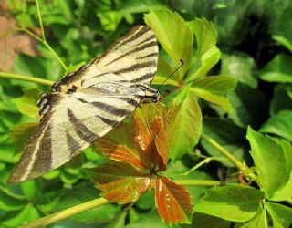 Erik Krlangkuyruk (Iphiclides podalirius)