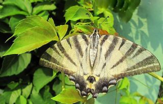 Erik Krlangkuyruk (Iphiclides podalirius)