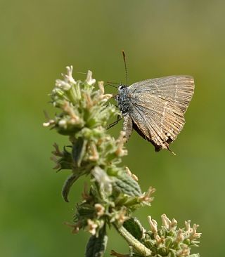 Gzel Sevbeni (Satyrium spini)