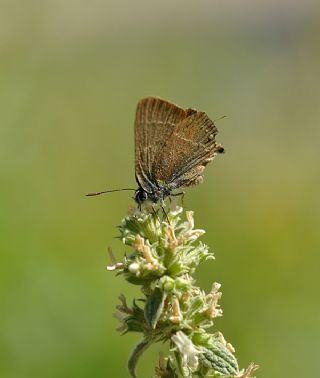 Gzel Sevbeni (Satyrium spini)