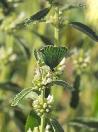 Zmrt (Callophrys rubi)