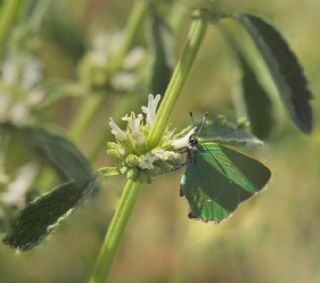 Zmrt (Callophrys rubi)