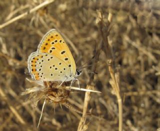 Kk Ate Gzeli (Lycaena thersamon)