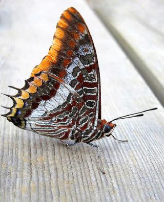 ift Kuyruklu Paa (Charaxes jasius )