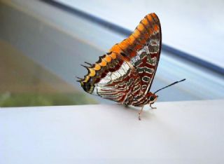ift Kuyruklu Paa (Charaxes jasius )