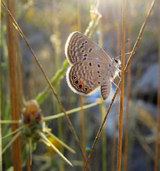 Mcevher Kelebei (Chilades trochylus)