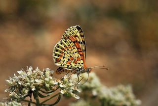 Benekli parhan (Melitaea didyma)