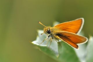 Siyah Antenli Zpzp (Thymelicus lineolus)