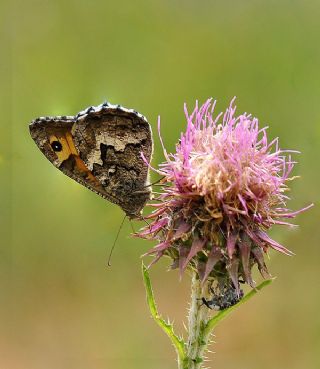 Gney Kzlmelei (Hipparchia senthes)