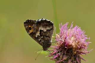 Gney Kzlmelei (Hipparchia senthes)