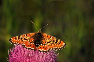 Gzel Nazuum (Euphydryas orientalis)