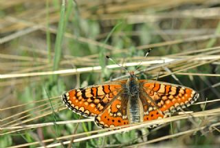 Gzel Nazuum (Euphydryas orientalis)