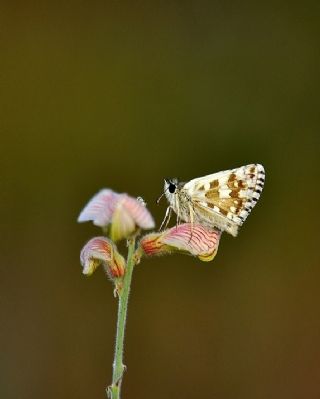 Zeytuni Zpzp (Pyrgus serratulae)