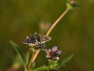 Sar Bandl Zpzp (Pyrgus sidae)