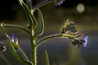Cezayirli parhan (Melitaea ornata)