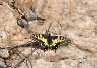Krlangkuyruk (Papilio machaon)