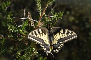 Krlangkuyruk (Papilio machaon)