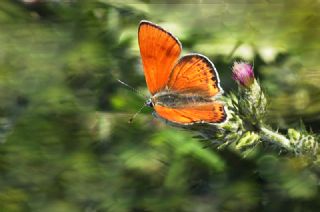 Kk Ate Gzeli (Lycaena thersamon)