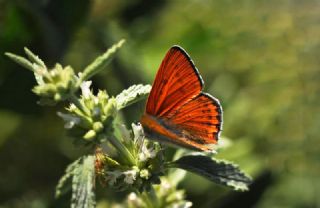 Kk Ate Gzeli (Lycaena thersamon)