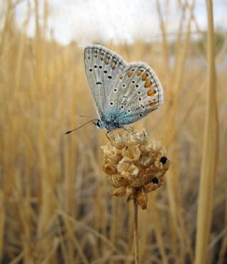 okgzl Meneke Mavisi (Polyommatus thersites)