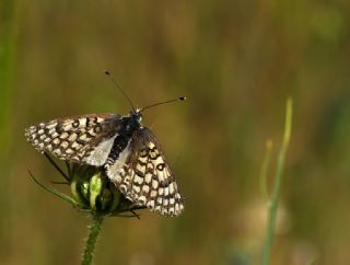 Amannisa (Melitaea athalia)