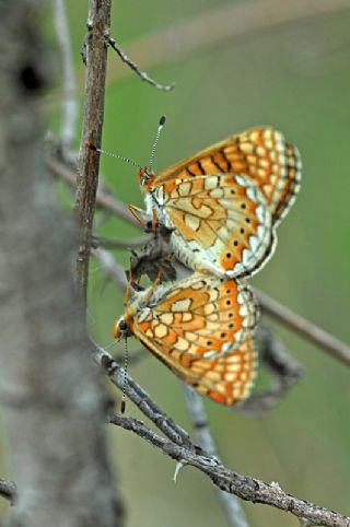 Nazuum (Euphydryas aurinia)