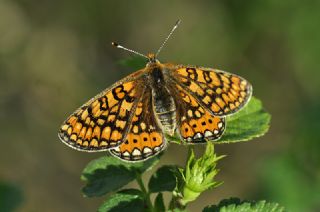 Nazuum (Euphydryas aurinia)